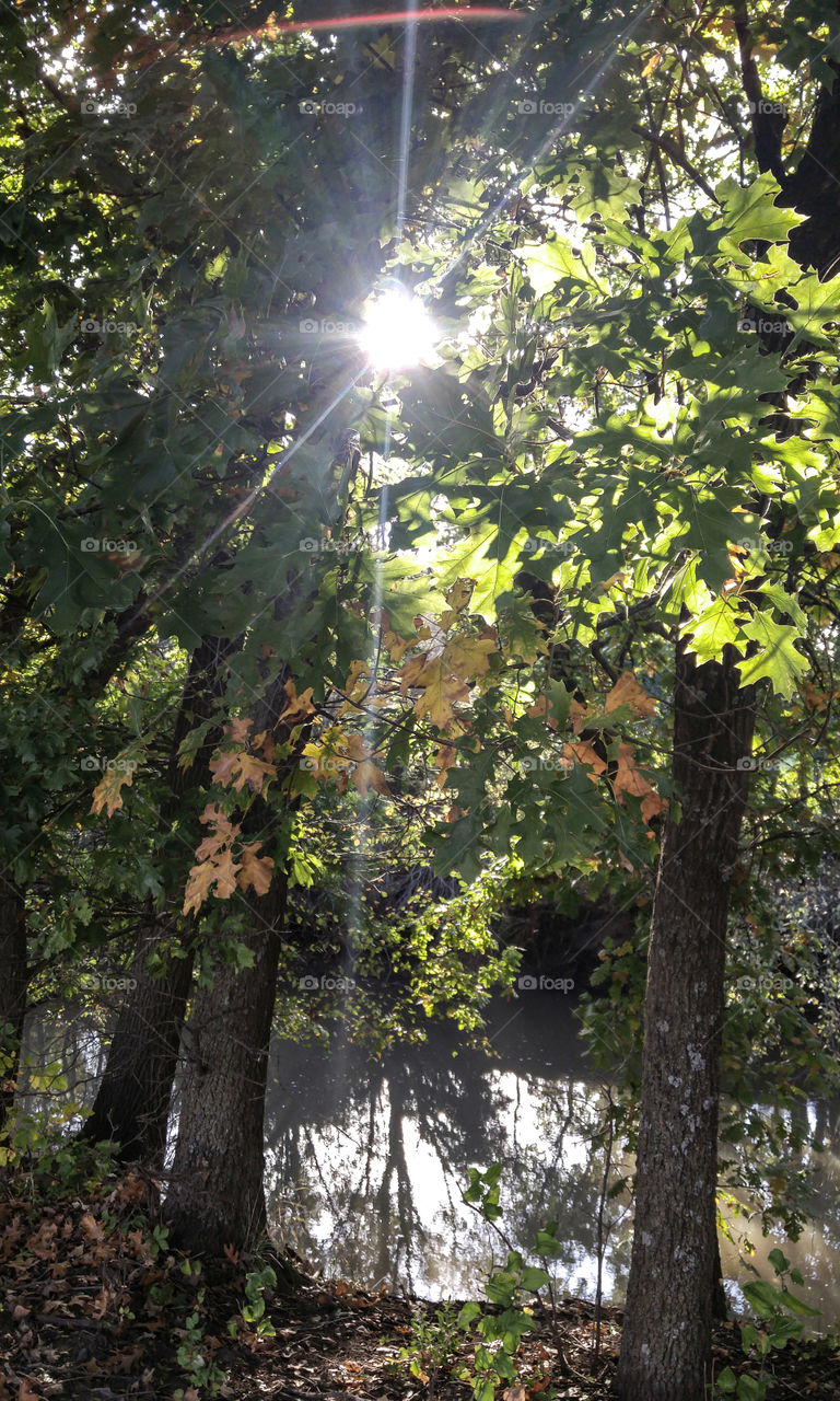 Timber Creek Afternoon