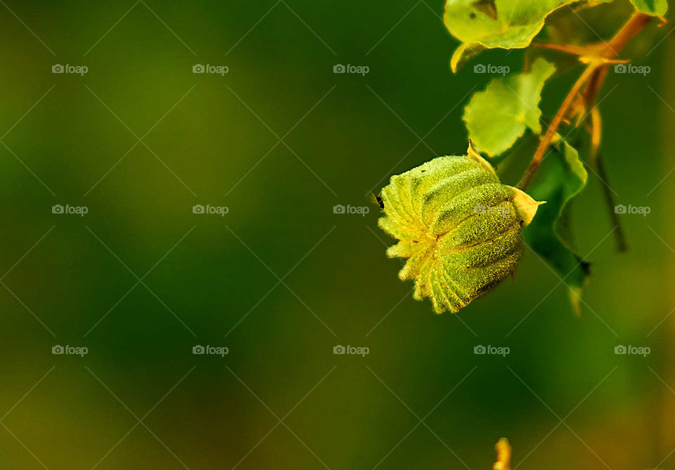 Floral photography - Abutilon indicom - Shrub