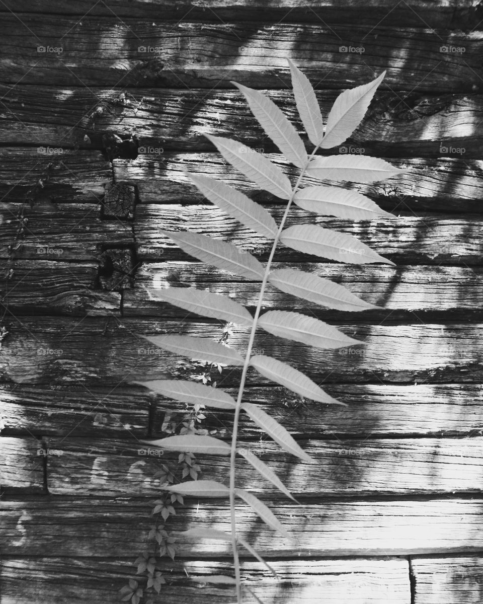 branch with green leaves on the background of wooden doors