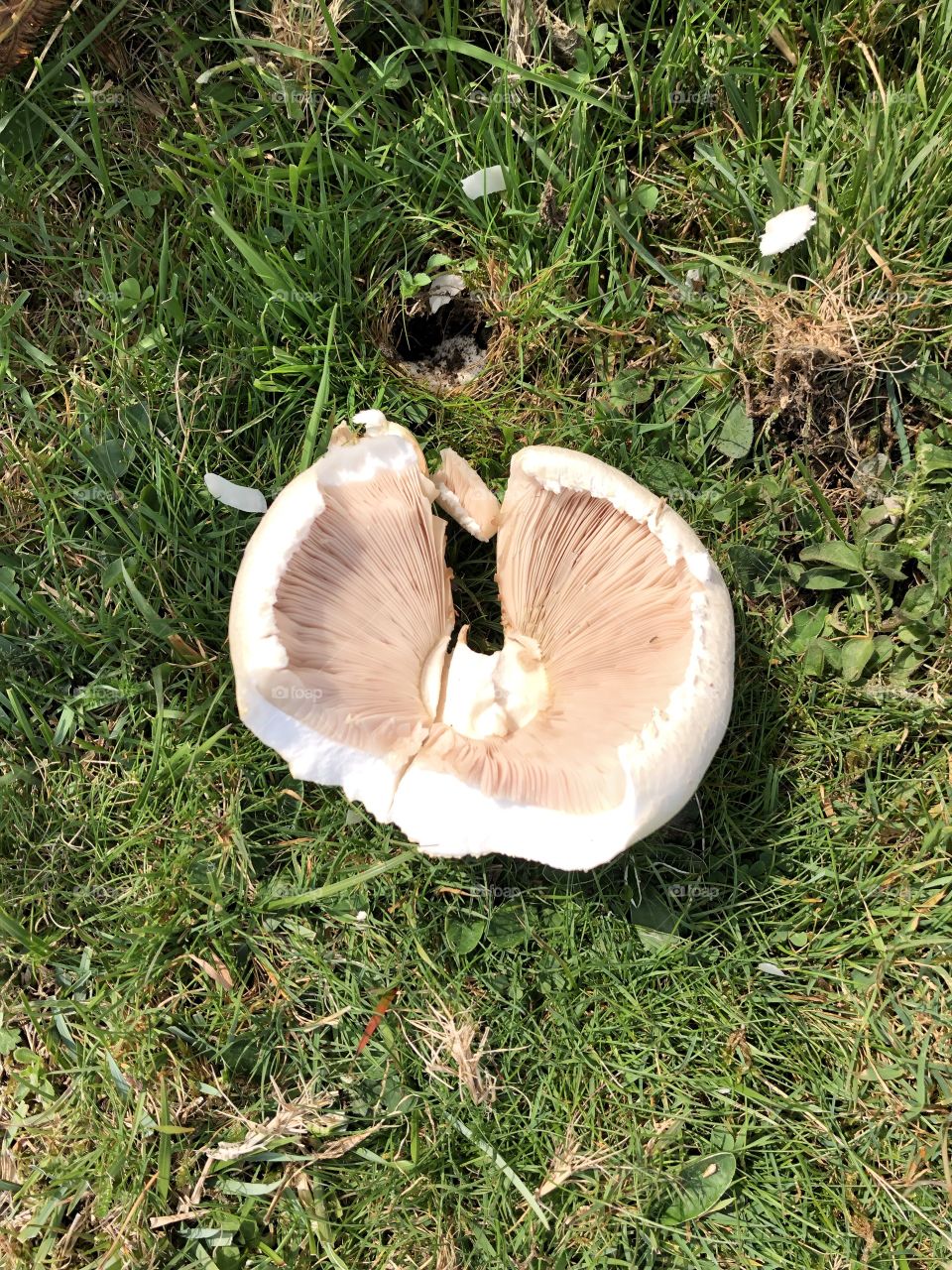 I found that there were plenty of wild mushrooms to be found on Dartmoor National Park. Here is but one example.