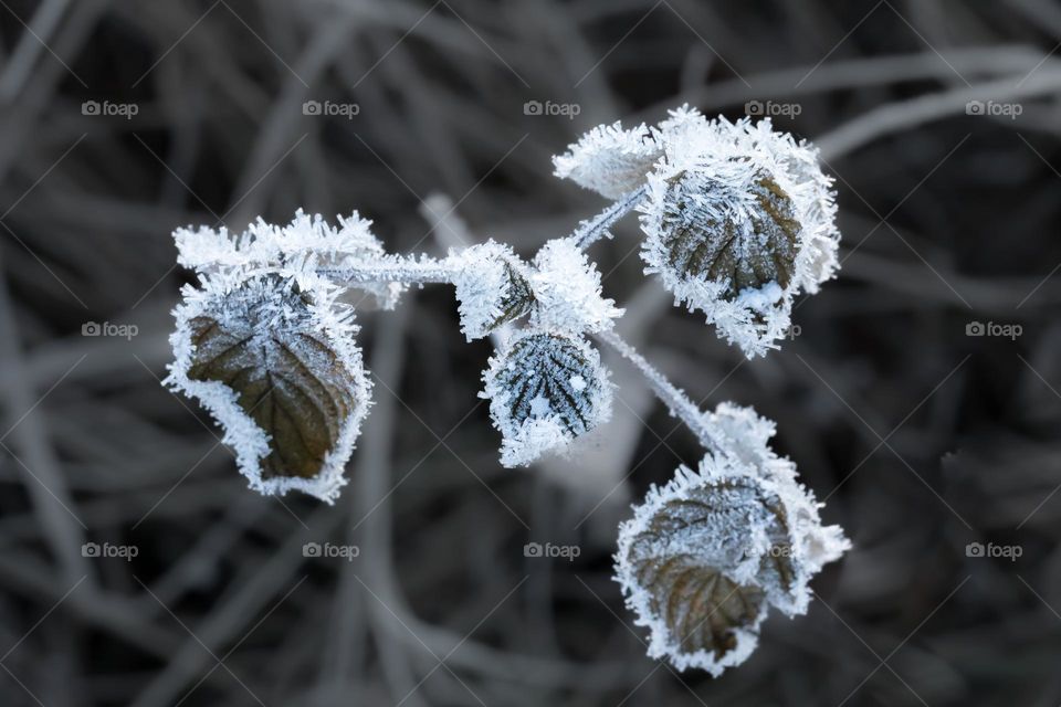Closeup of frozen leaves covered with beautiful white frost outdoors on a cold winter day 