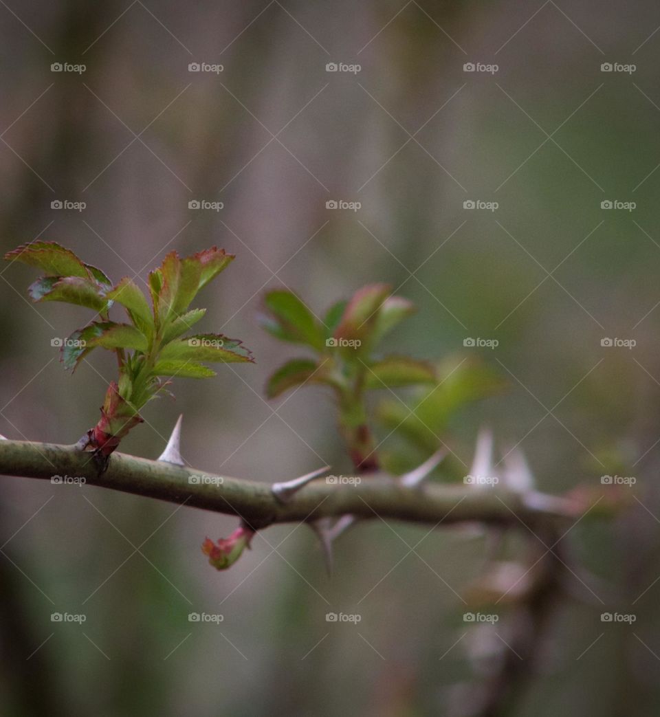 Rose branch in Spring Bloom