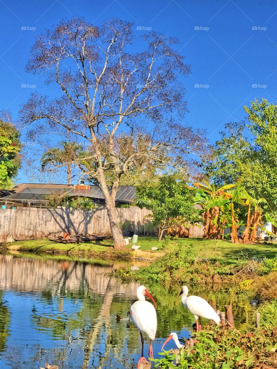 Our regular guests in the backyard, the white ibis. 