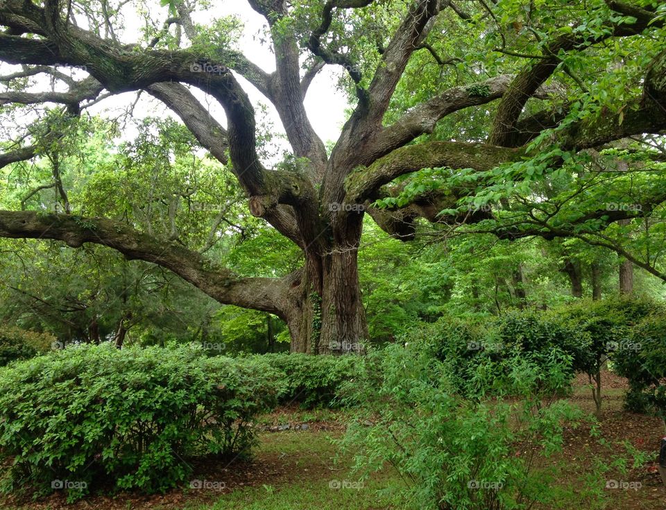 The Majestic Live Oak