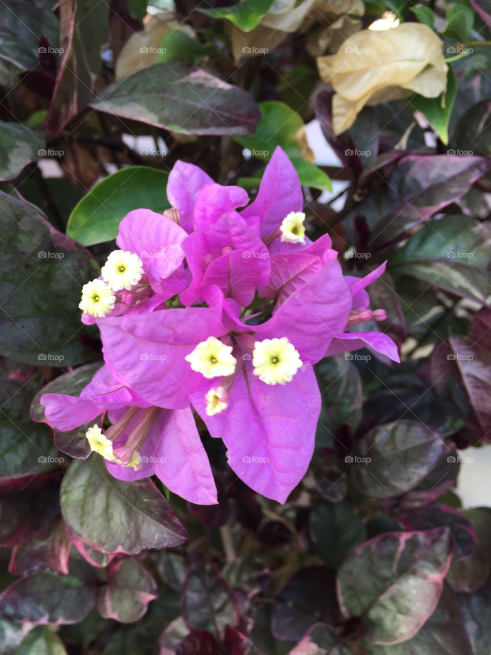 Flowers at the hotel 
