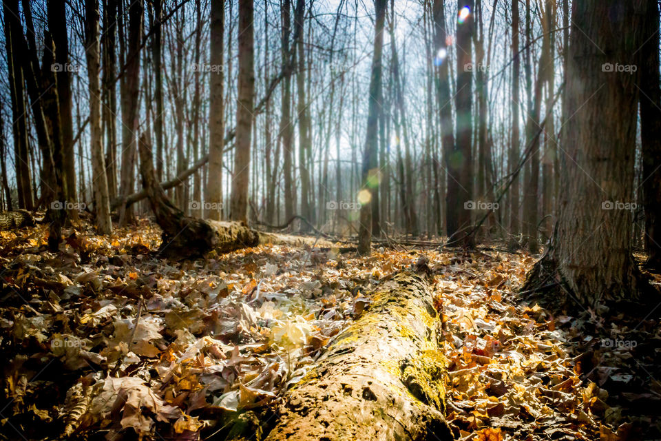 Mossy tree trunk fallen in forest