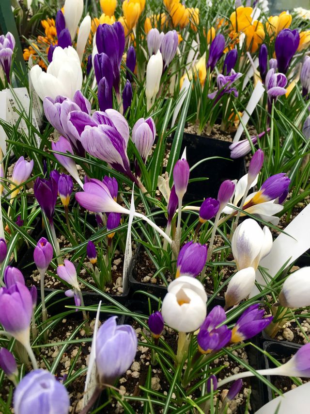 Spring 🌺 flowers 
