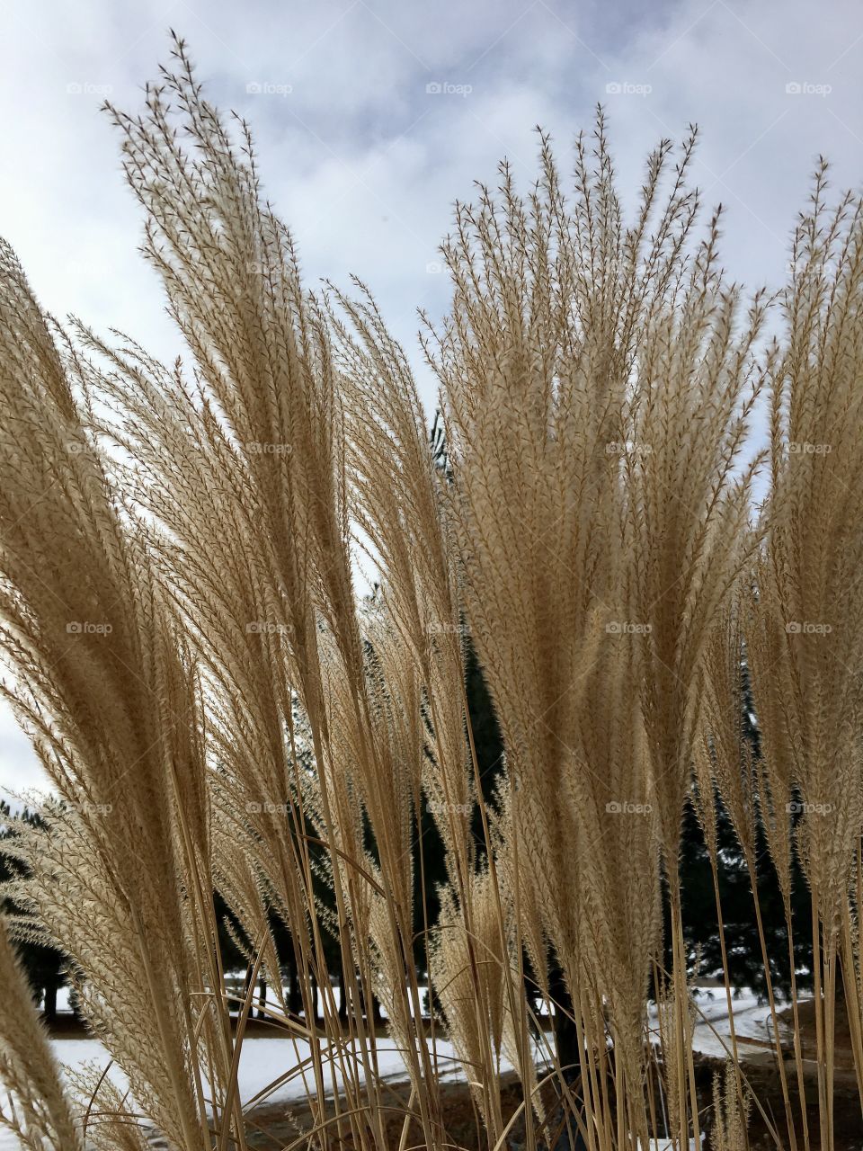 Pampas Grass in Winter