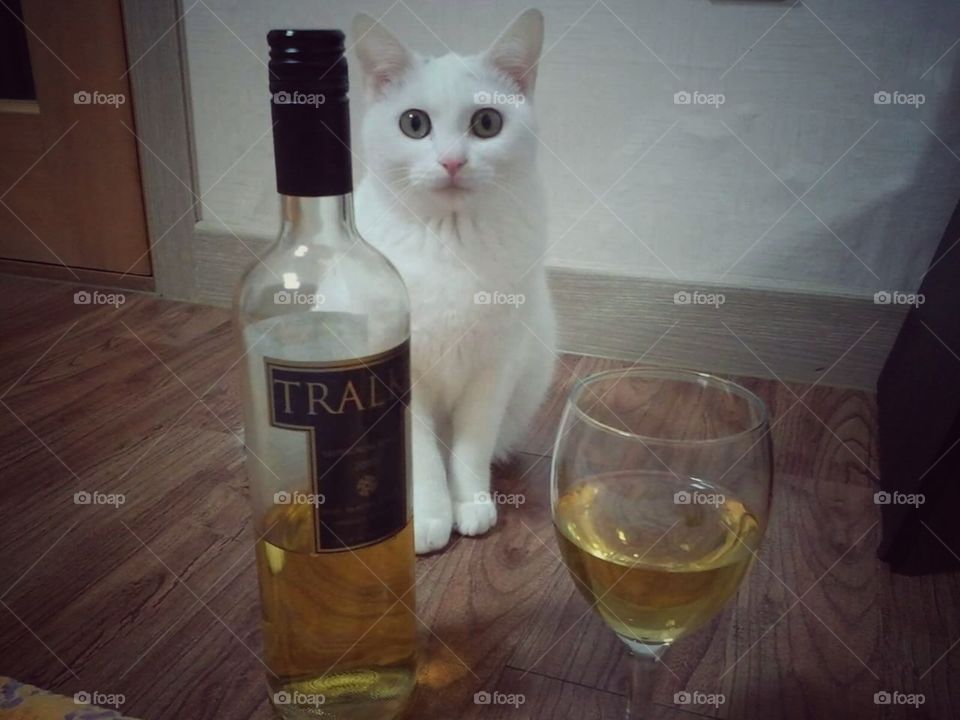 gato cat bebida drink