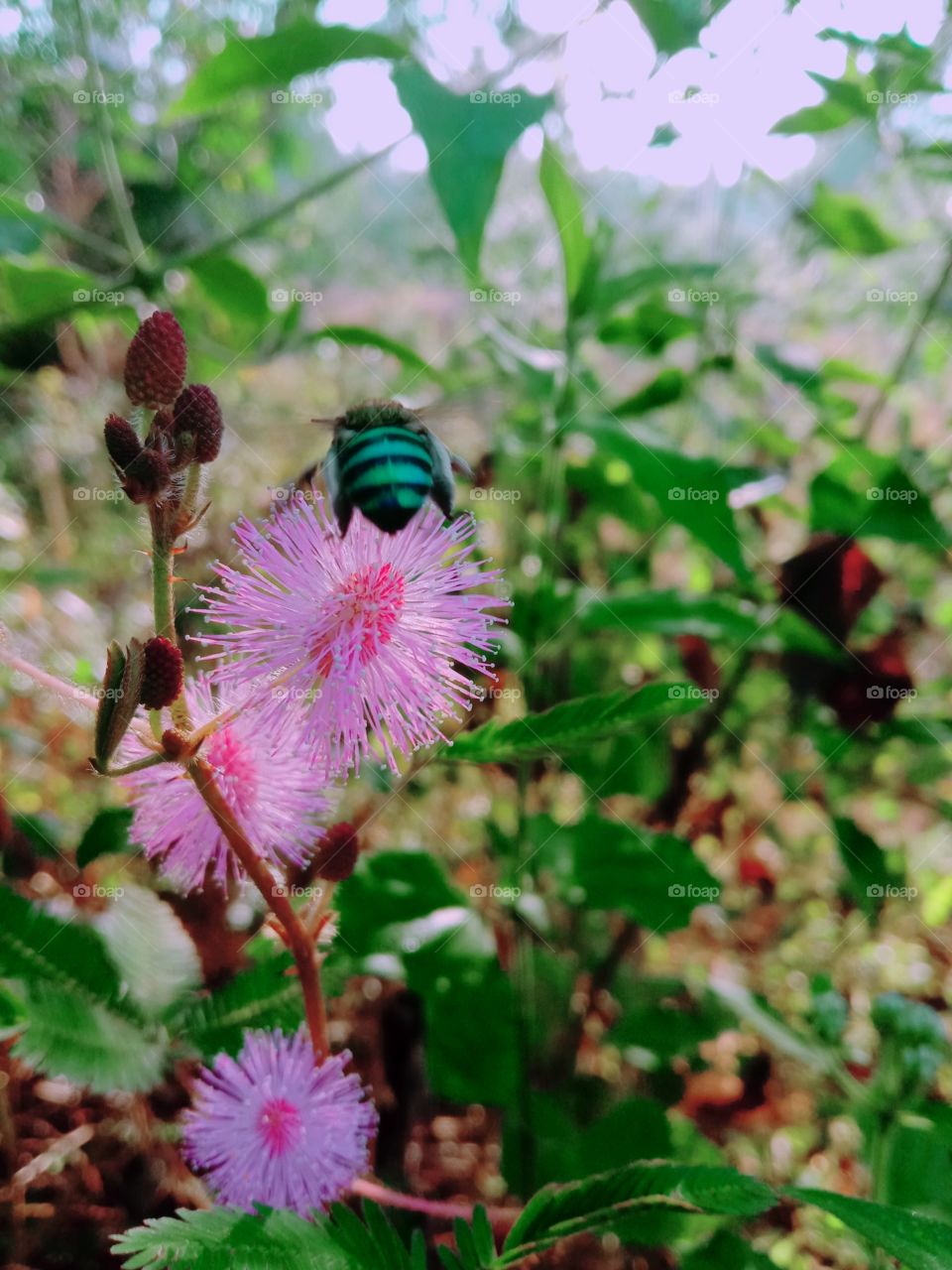 Exploring every single flower gives chances to amaze...!