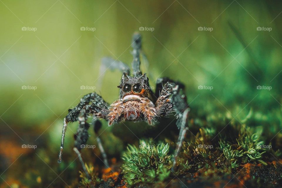 Macro shot of a jumping spider in my backyard.