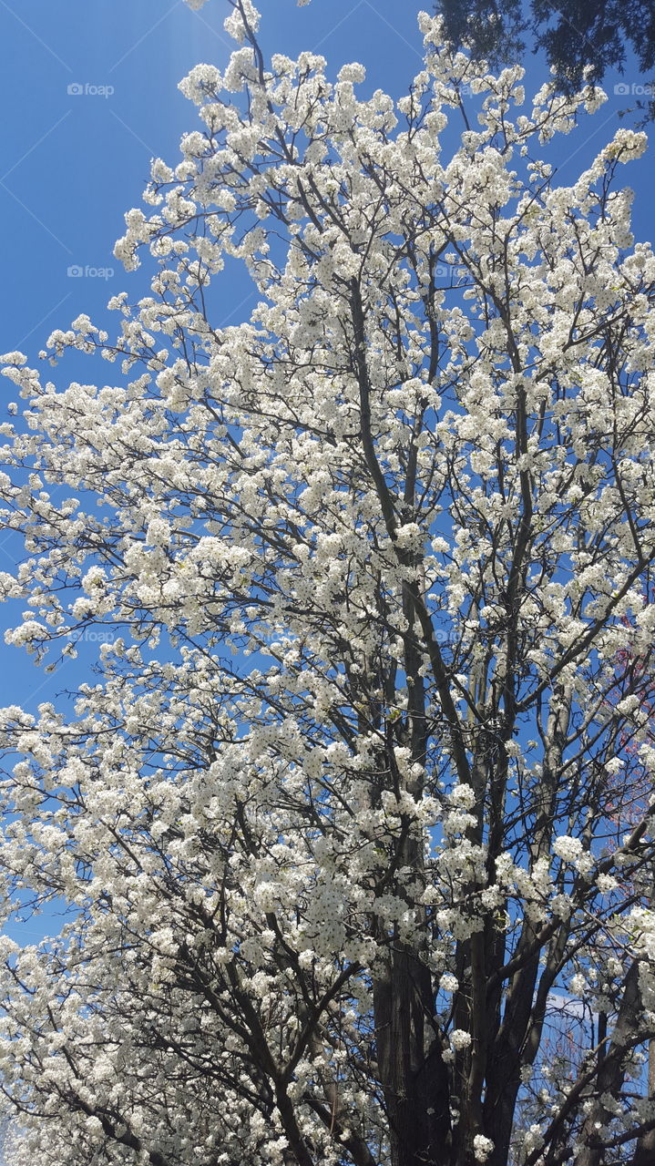 blooming Bradford Pear tree
