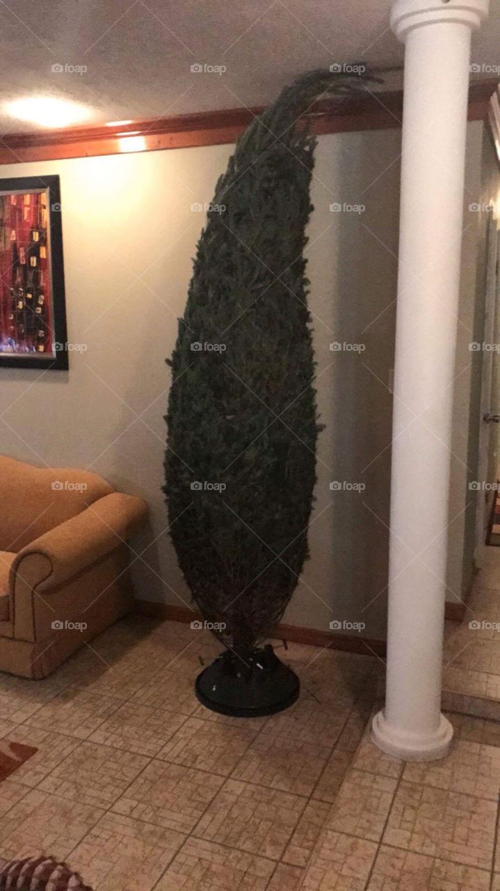 Too tall Christmas tree 
