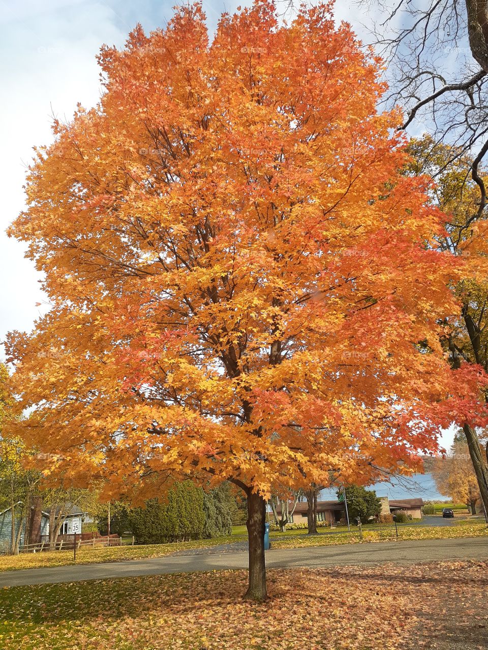 orange fall tree in it's glory