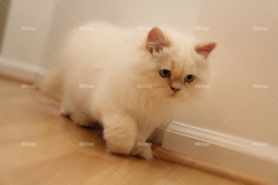 florida white cat tiger by habitatweston