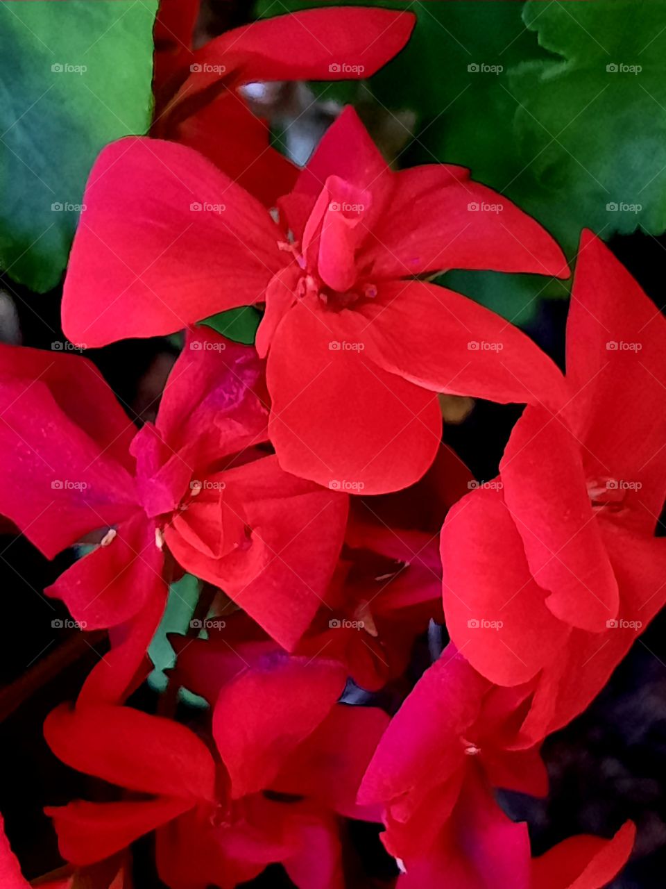 crimson petals of geranium flowers  in the evening