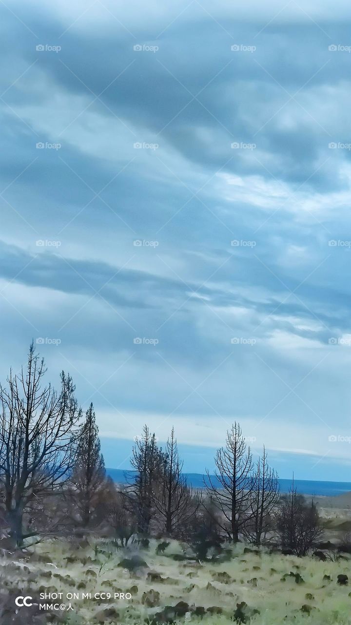 trees and forest series