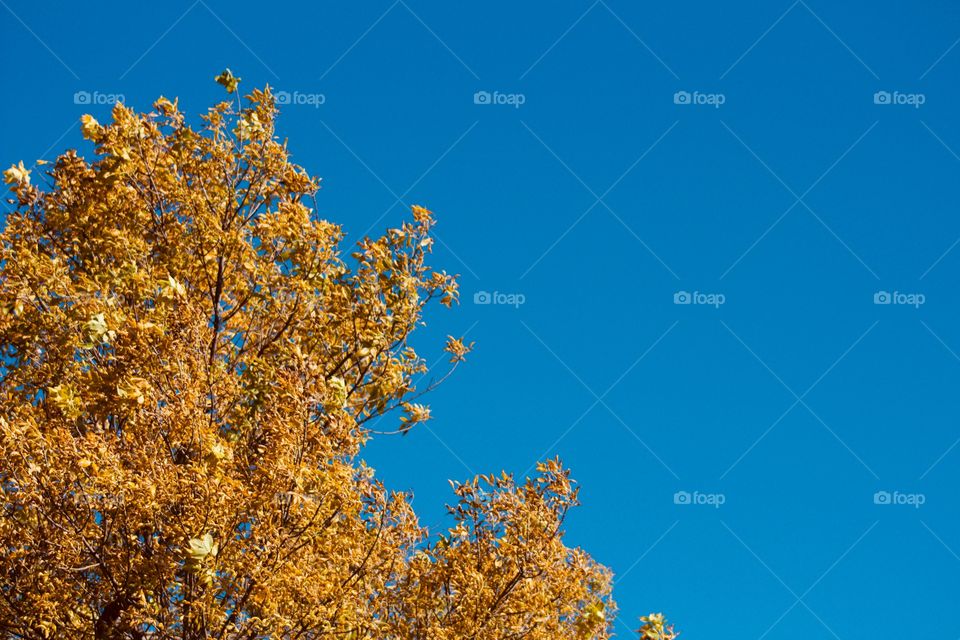 A tree with beautiful cinnamon-colored leaves against a vibrant autumn sky