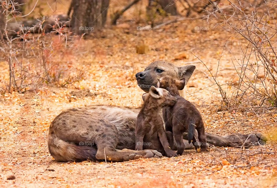 Mother love! A brown hyena mom keeping a watchful eye on the surrounding area. Hyena with two cubs in Kruger National park, South Africa.