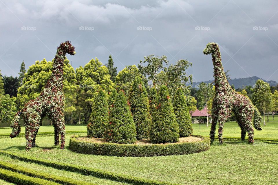 giraffe tree