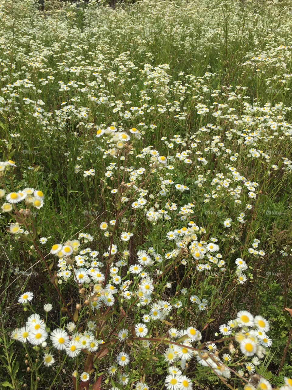 Field of flowers