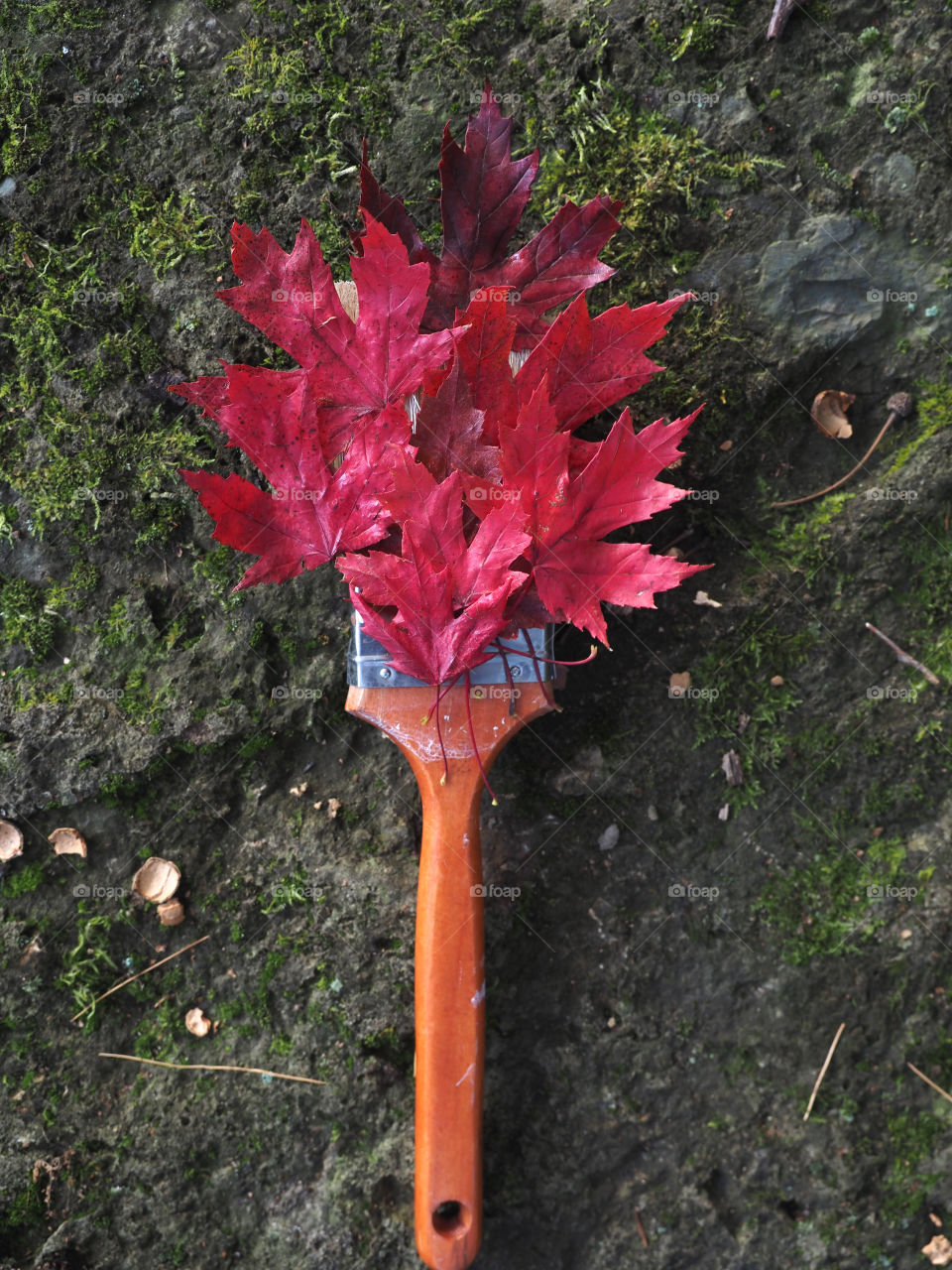 Autumn’s paint brush, red maple leaves