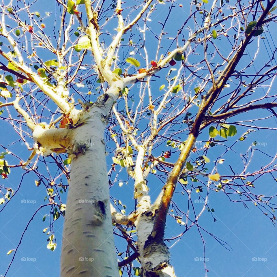 Birch tree in autumn