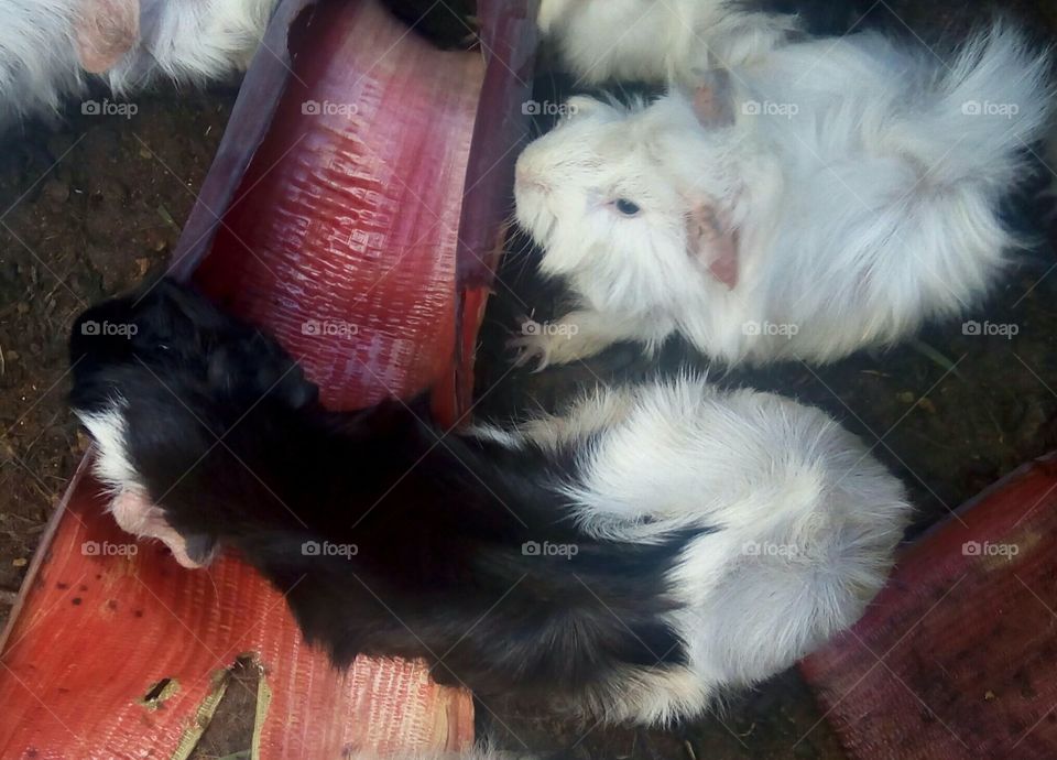 Abyssinian Guinea pigs having a feast