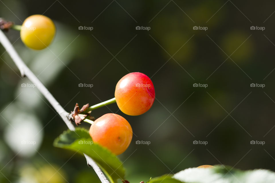 Ripe and unripe cherry on a branch in garden. close up