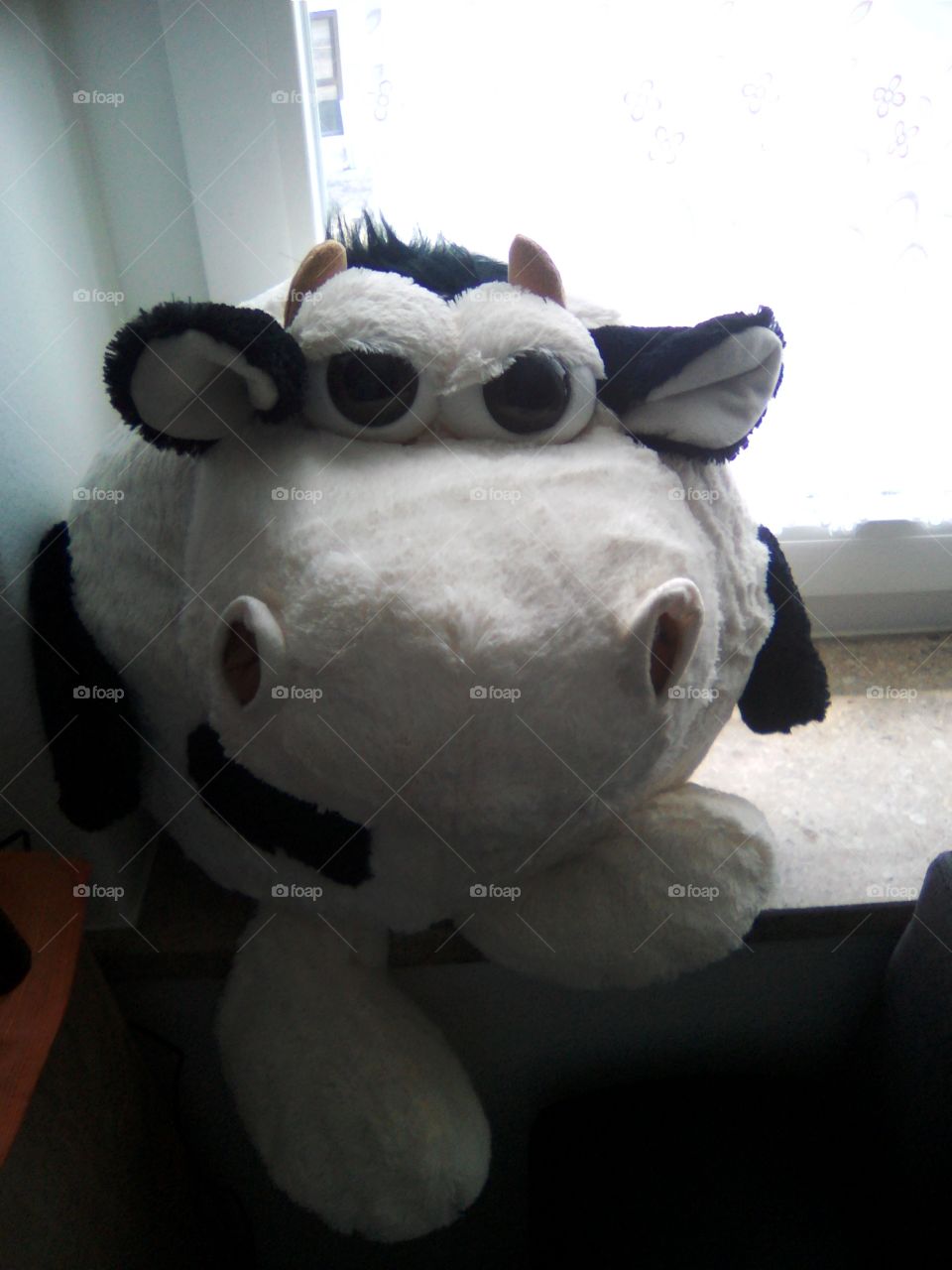 big cow