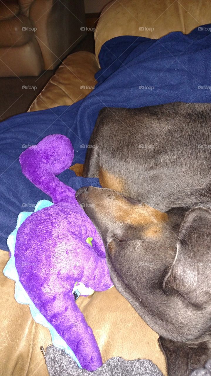 Colt the Doberman dreaming of chasing rabbits and stuffed dinosaur squeak toys!