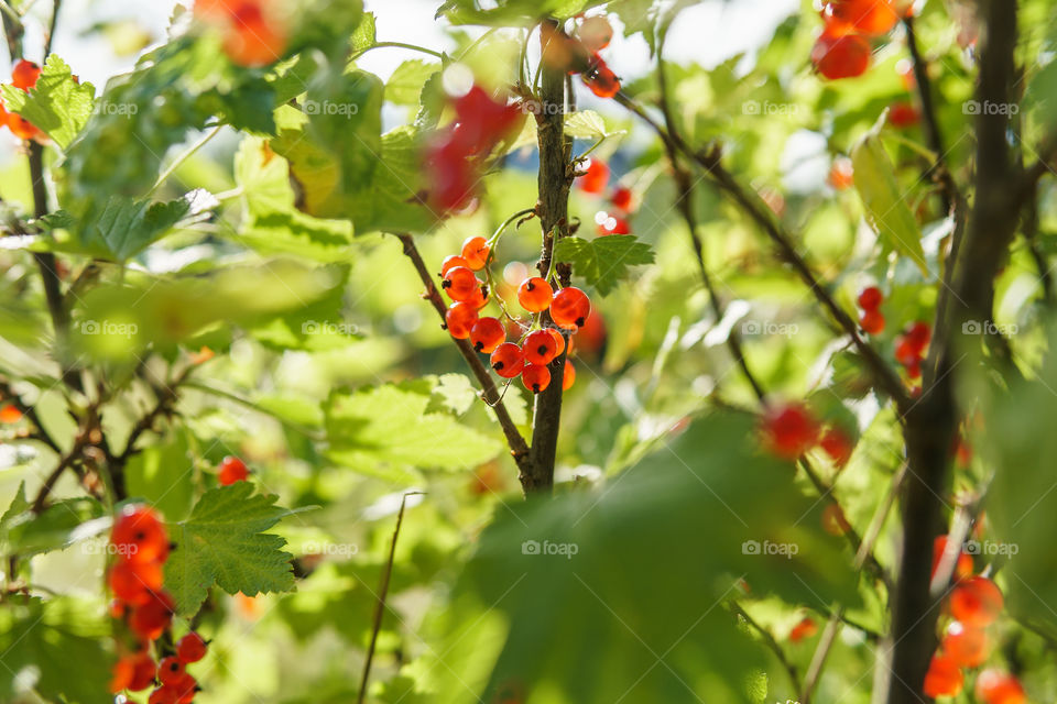 Red currant