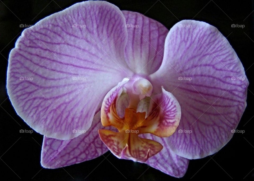 Macro orchid
