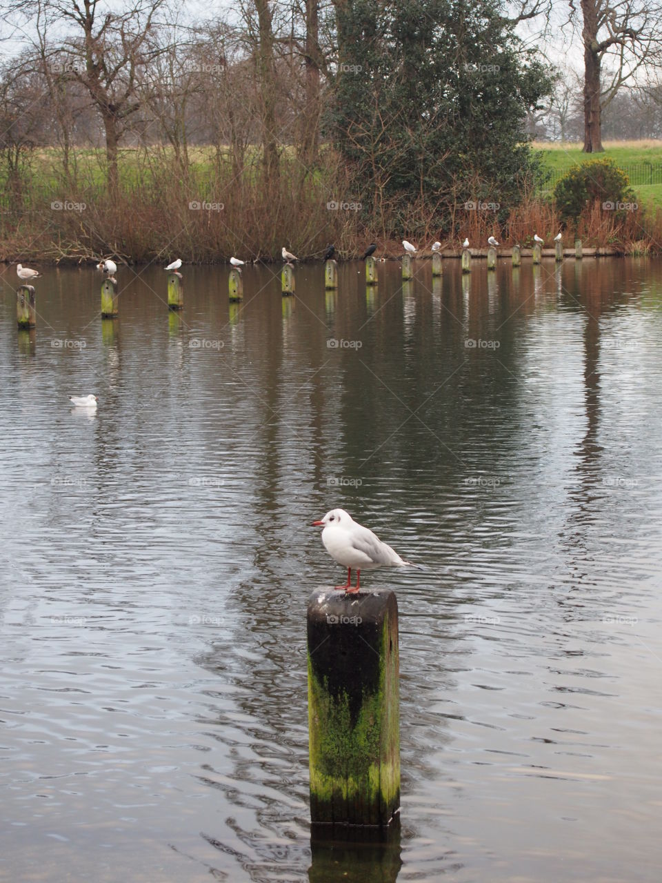 Gulls on the river