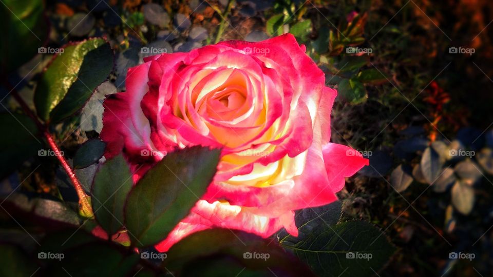 Beautiful rose flower with different shades of color and natural background