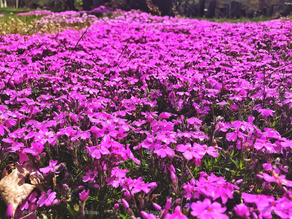 Flowers growing wild at the cemetery... 