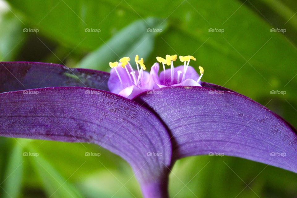 Purple Bleeding Heart yellow flower blooms against a green leaf background 🍃
