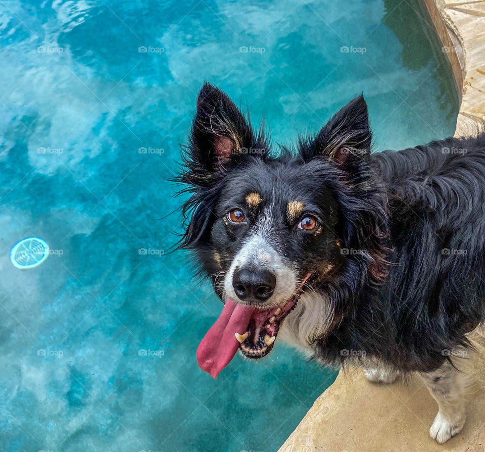 High angle view of a border collie looking up with her tongue out 