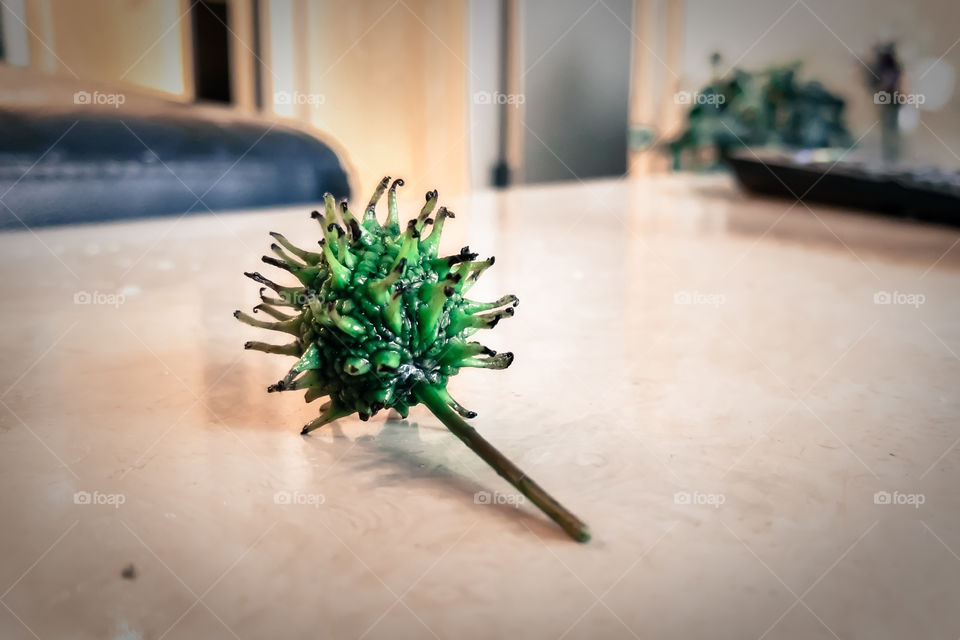 Chestnut on a coffee table