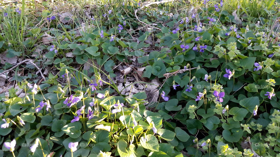 Wild Violets