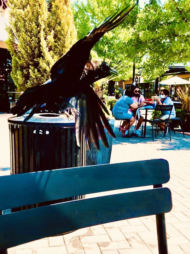 Crow Takes Off Lunch Table