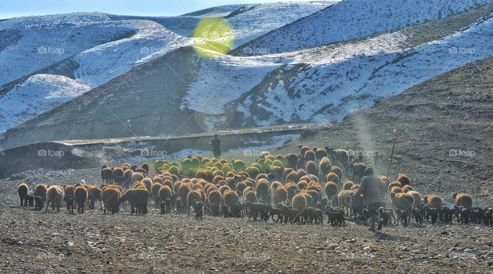 sparse spring mountain landscape in sunny weather. in the frame is a flock of sheep and several shepherds against the backdrop of snow-covered mountain hills.