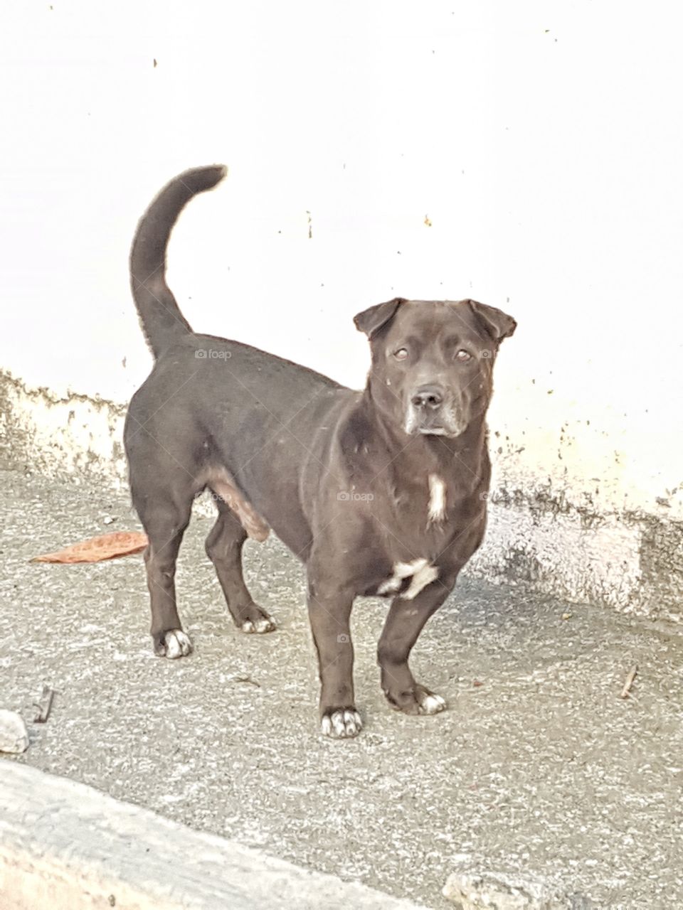 agressive and playful