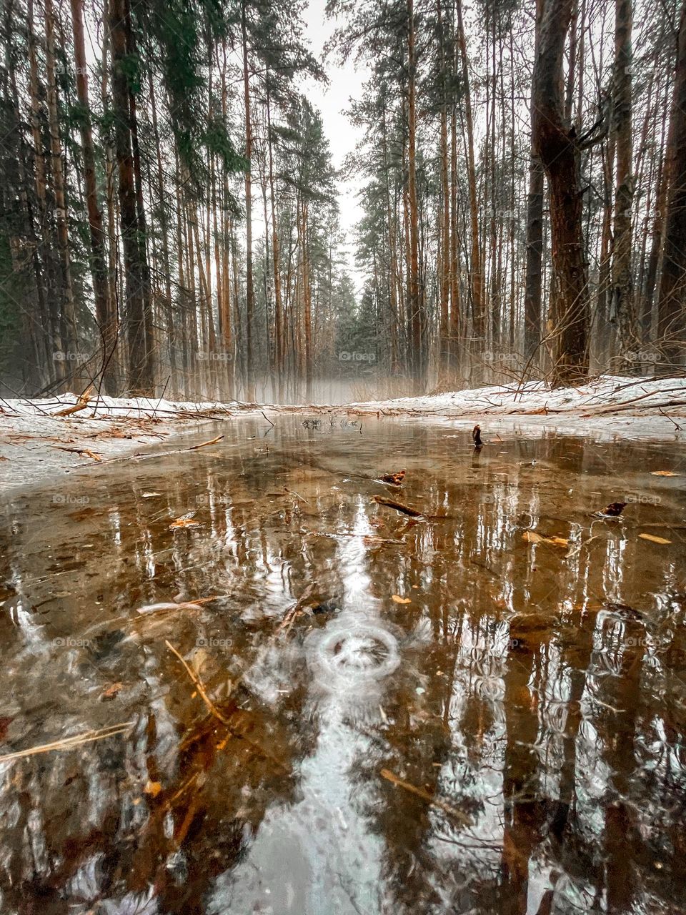 Winter forest and puddle reflection 