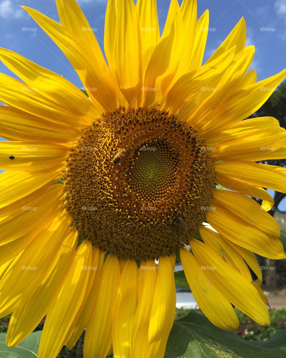 Sunflower, Nature, Flower, Summer, No Person