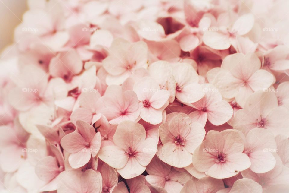 Baby pink pastel hydrangea flower.