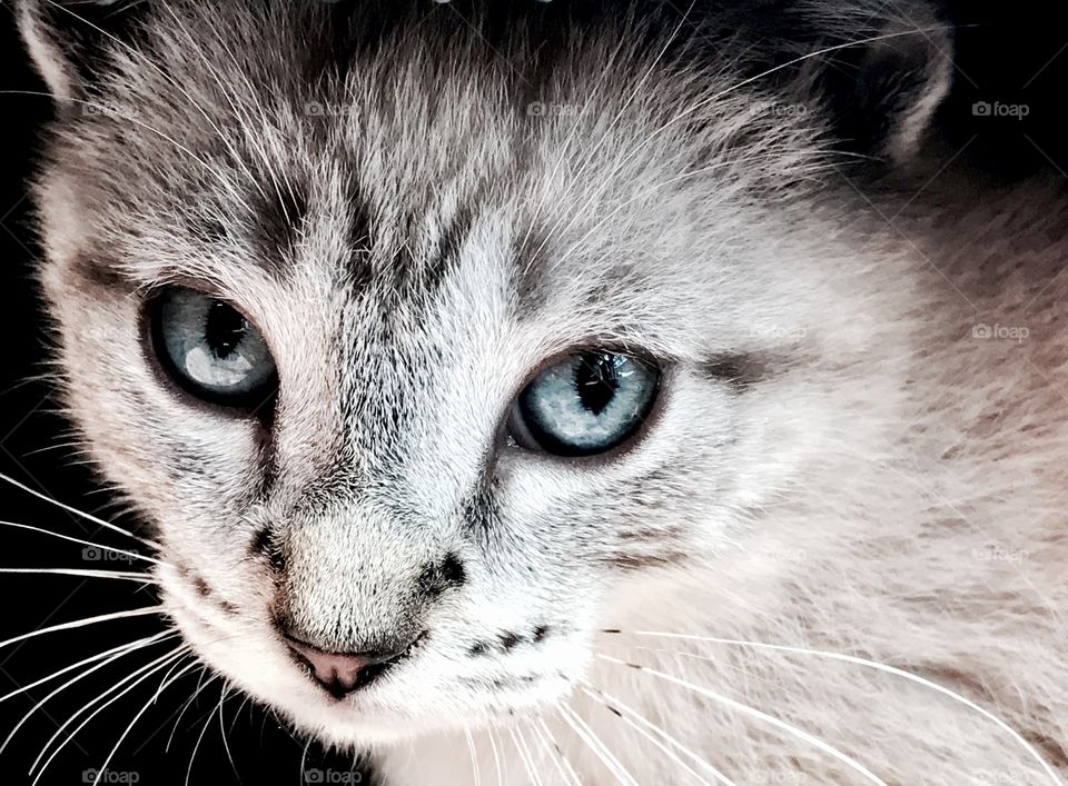 Close-up of a cat