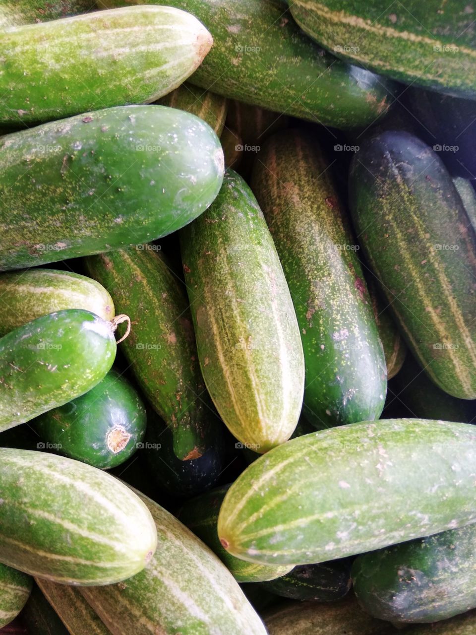 Local cucumber