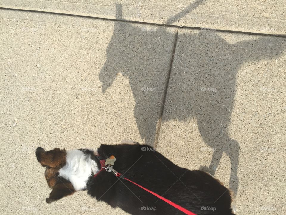 Dog shadow 