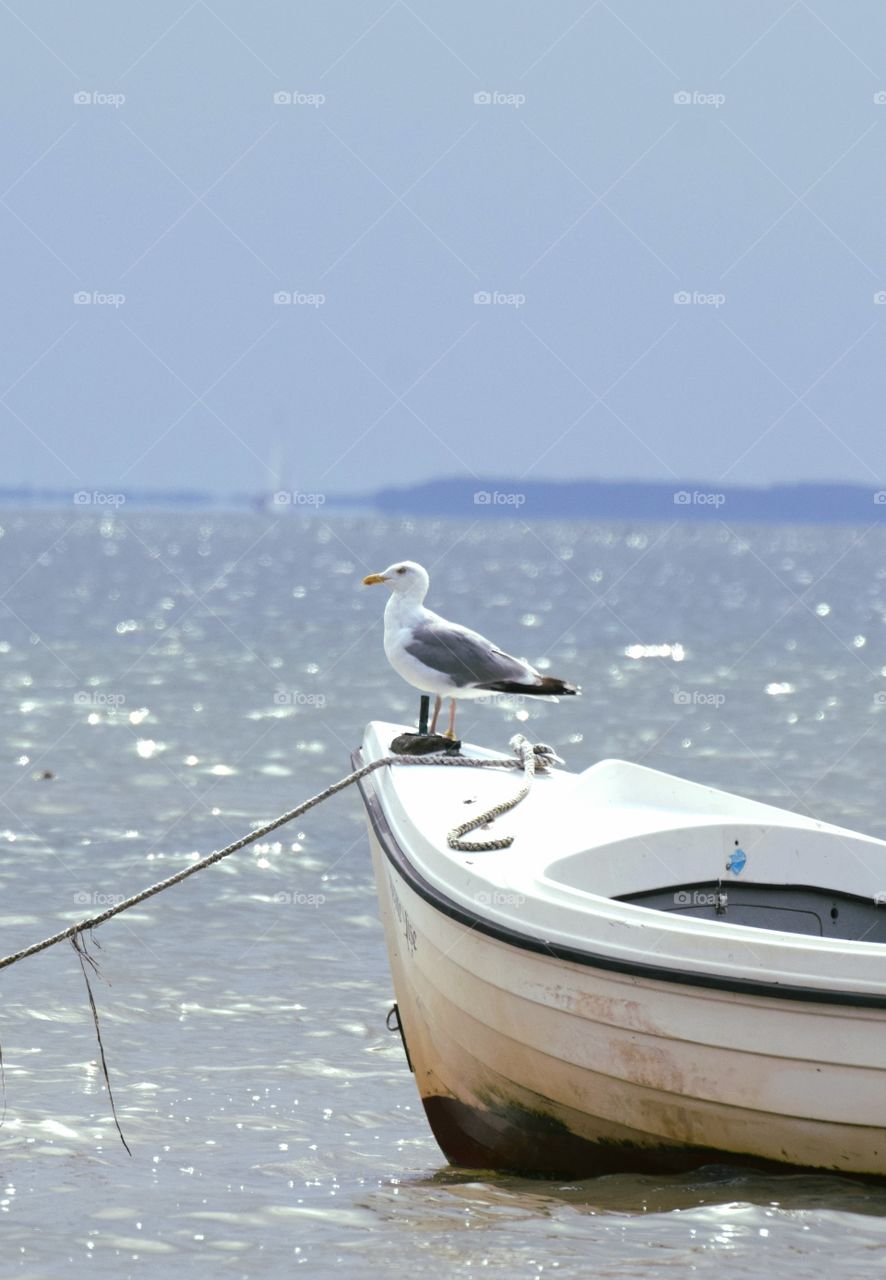 seagull
